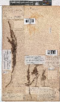 Erica eremioides subsp. eglandula image