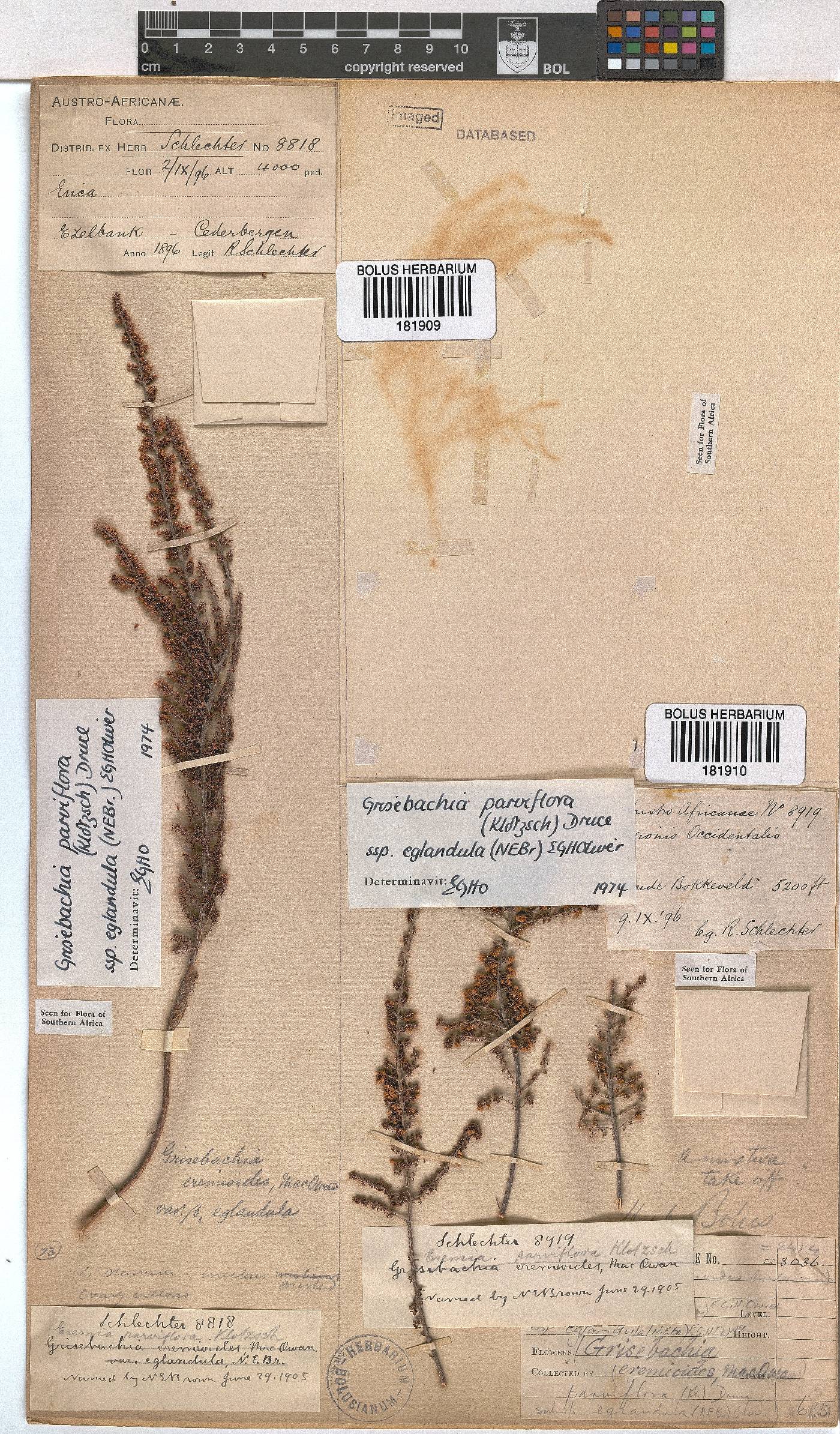 Erica eremioides subsp. eglandula image