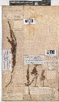 Erica eremioides image