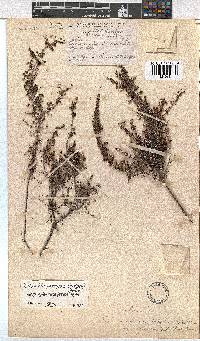 Erica eremioides subsp. eglandula image