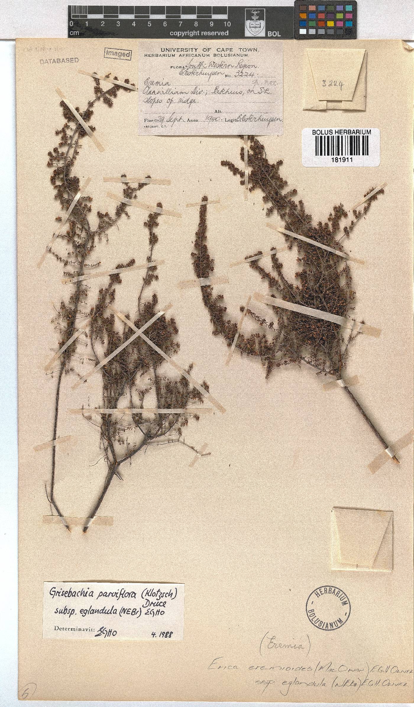 Erica eremioides subsp. eglandula image