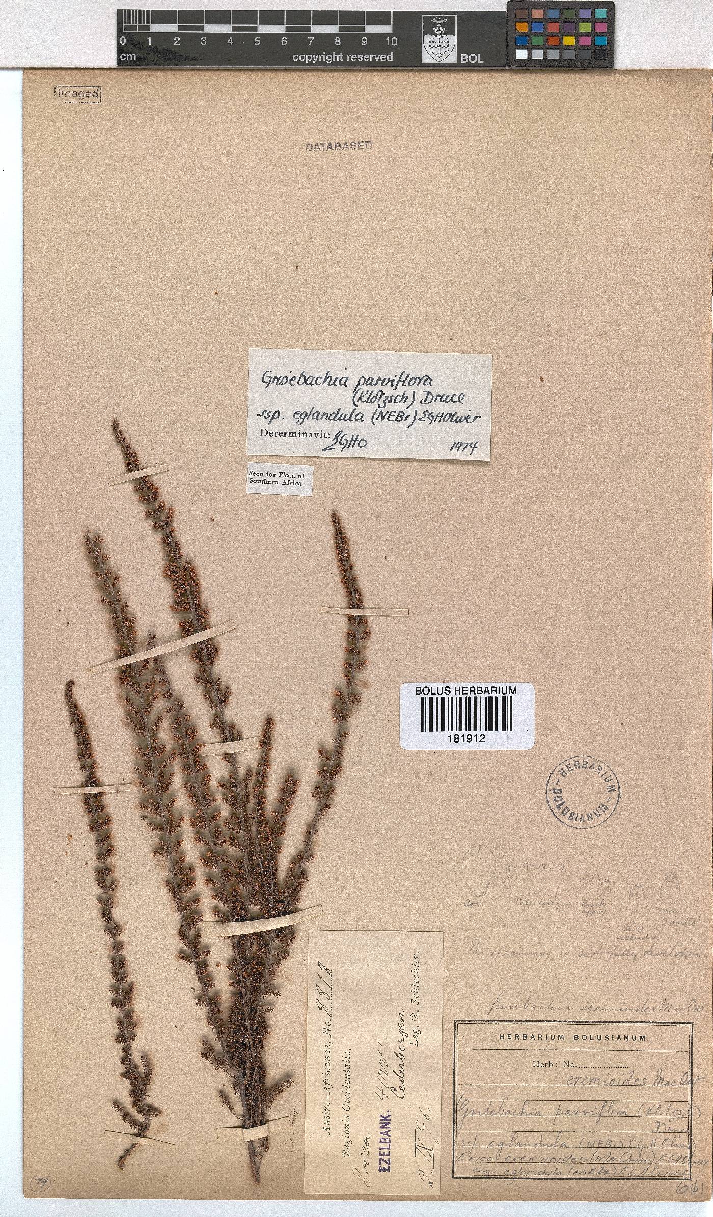 Erica eremioides subsp. eglandula image