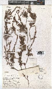 Erica eremioides subsp. pubescens image