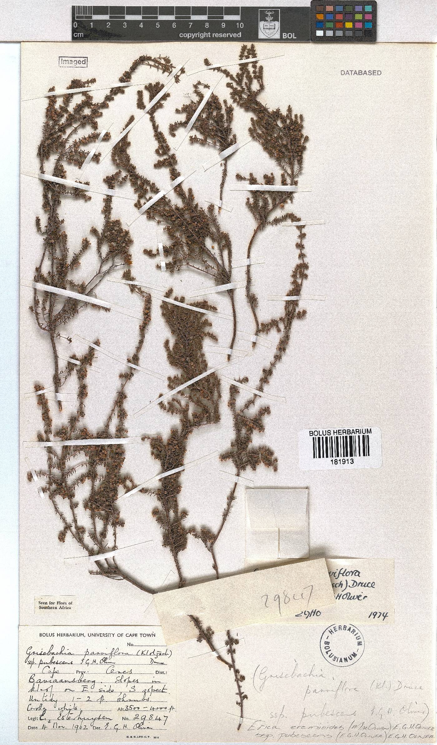 Erica eremioides subsp. pubescens image