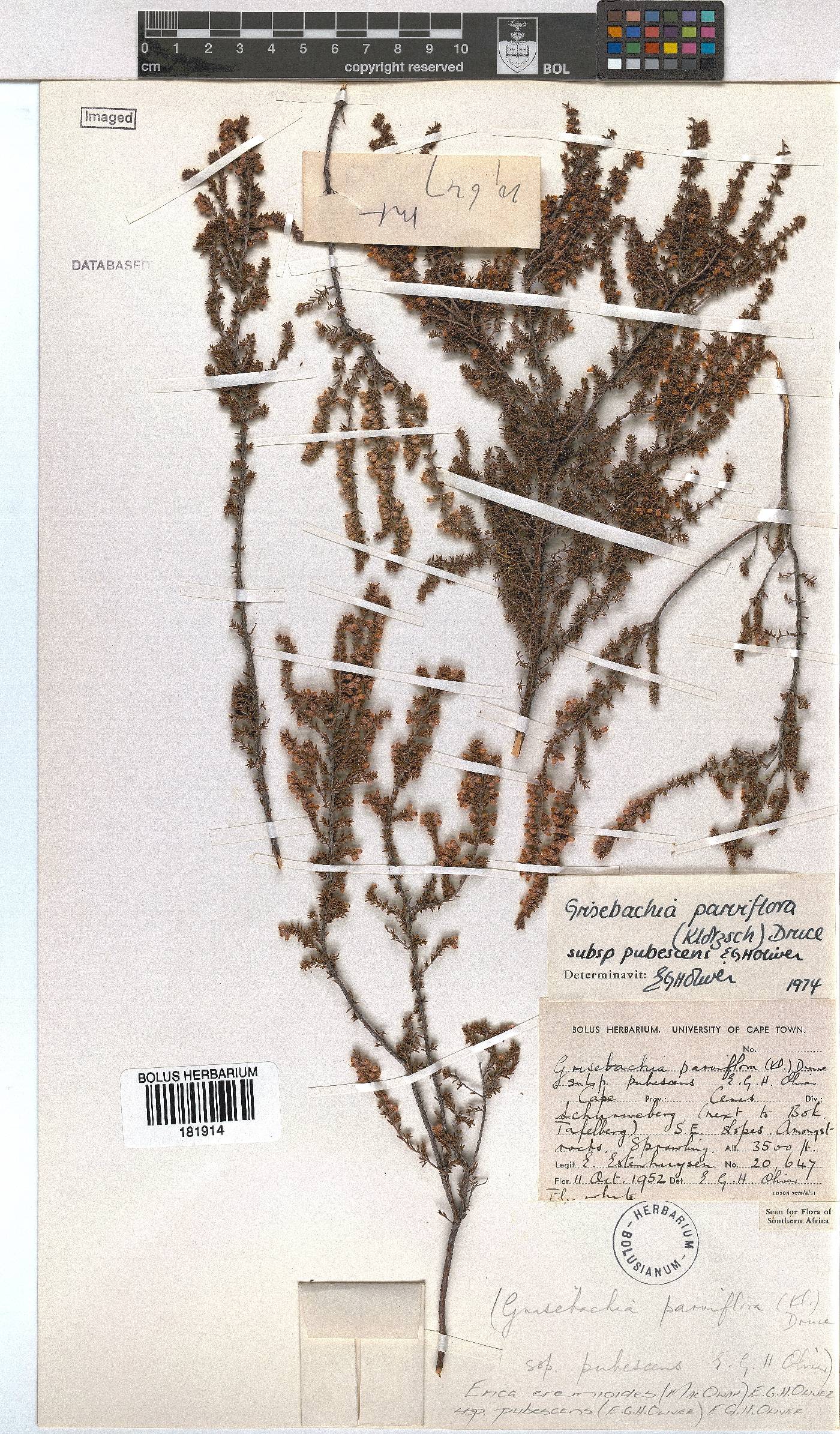 Erica eremioides subsp. pubescens image