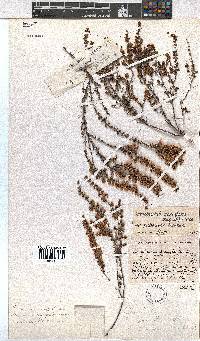 Erica eremioides subsp. pubescens image