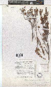 Erica eremioides subsp. pubescens image