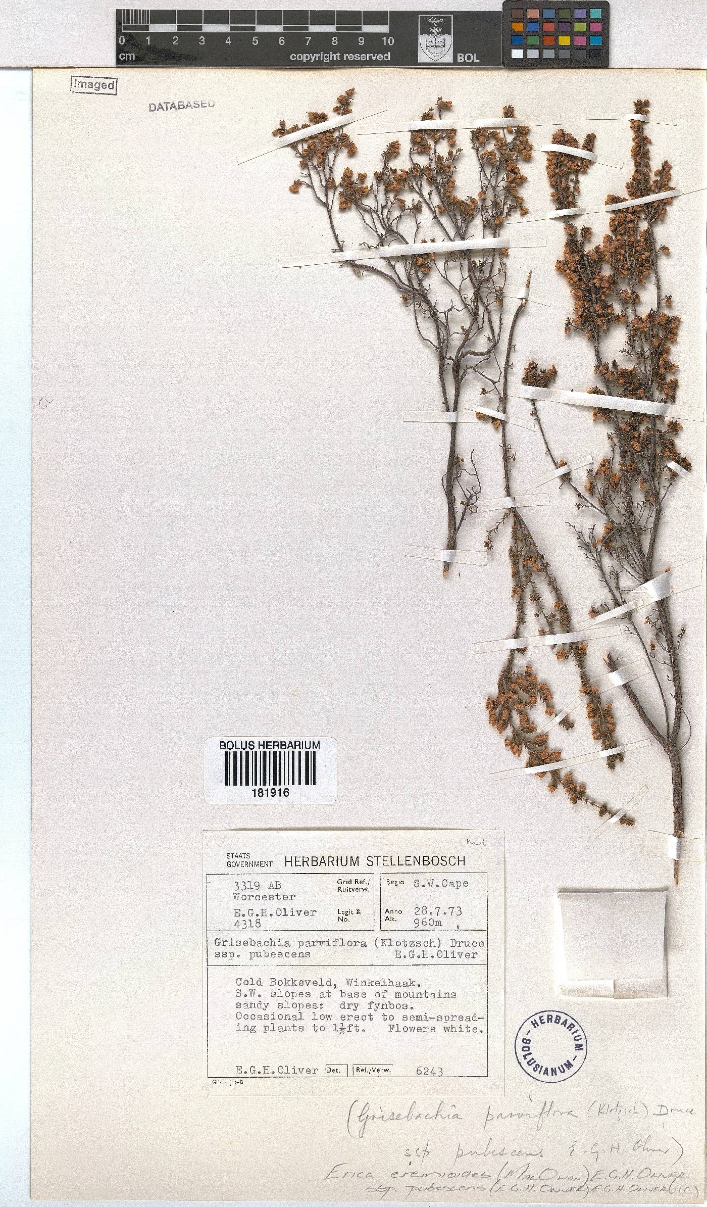 Erica eremioides subsp. pubescens image