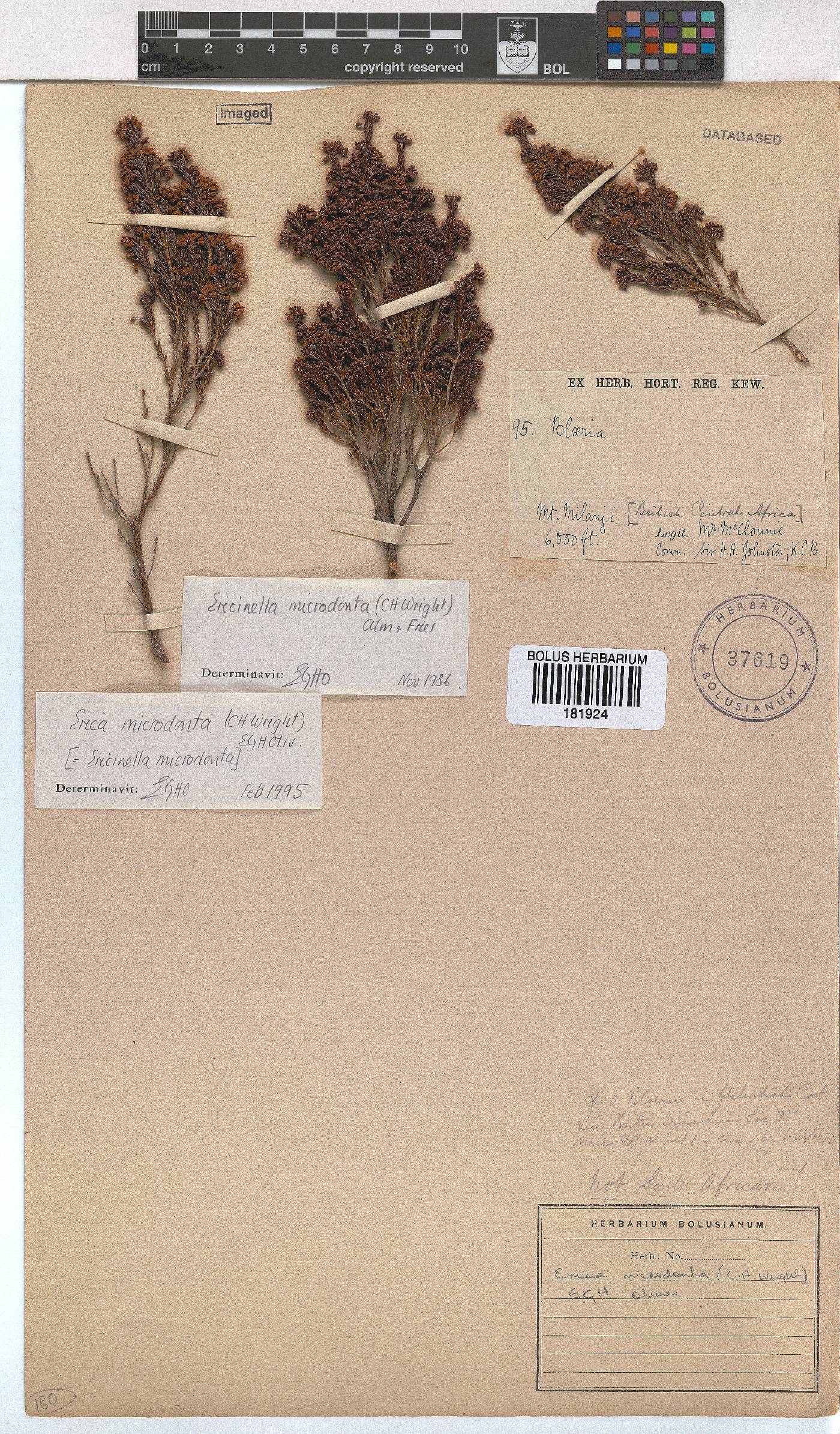 Erica microdonta image