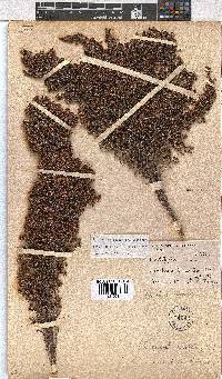 Erica amatolensis image