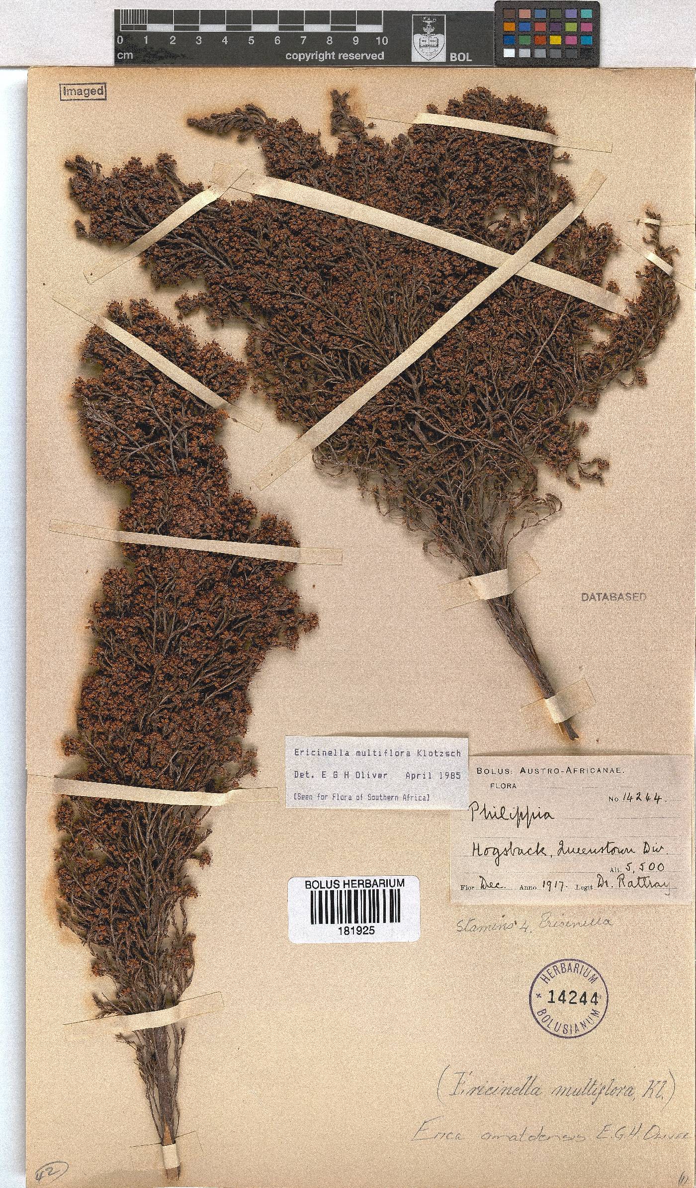 Erica amatolensis image