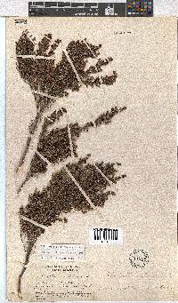 Erica amatolensis image