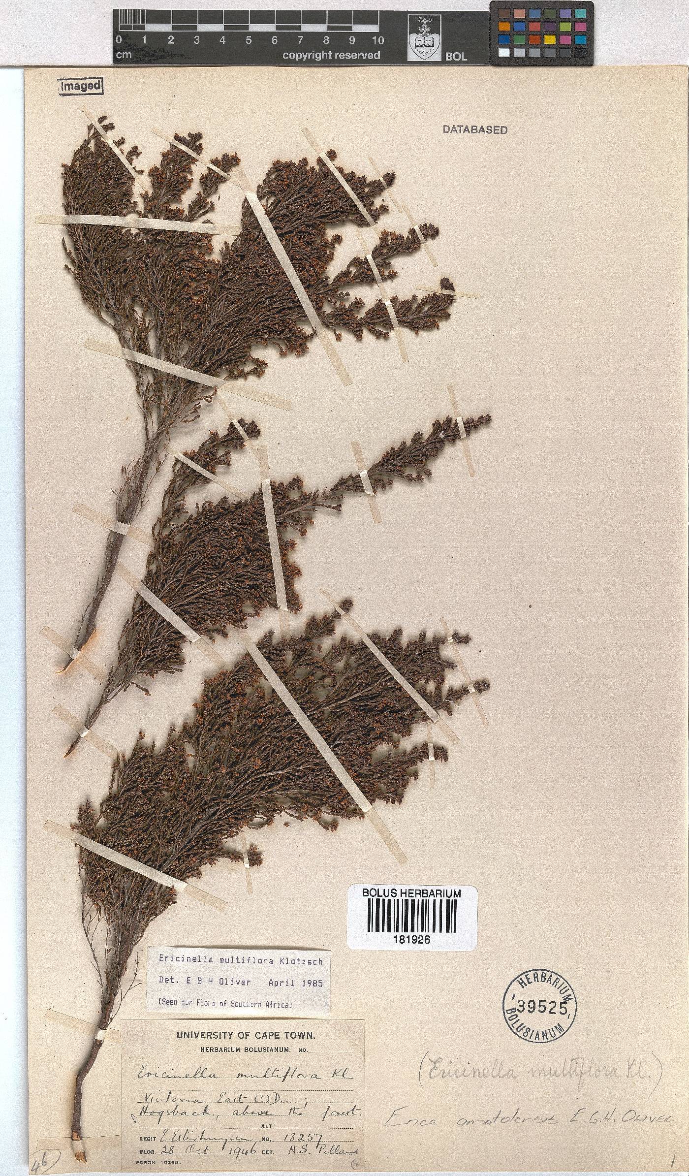 Erica amatolensis image