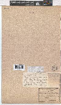 Erica amatolensis image