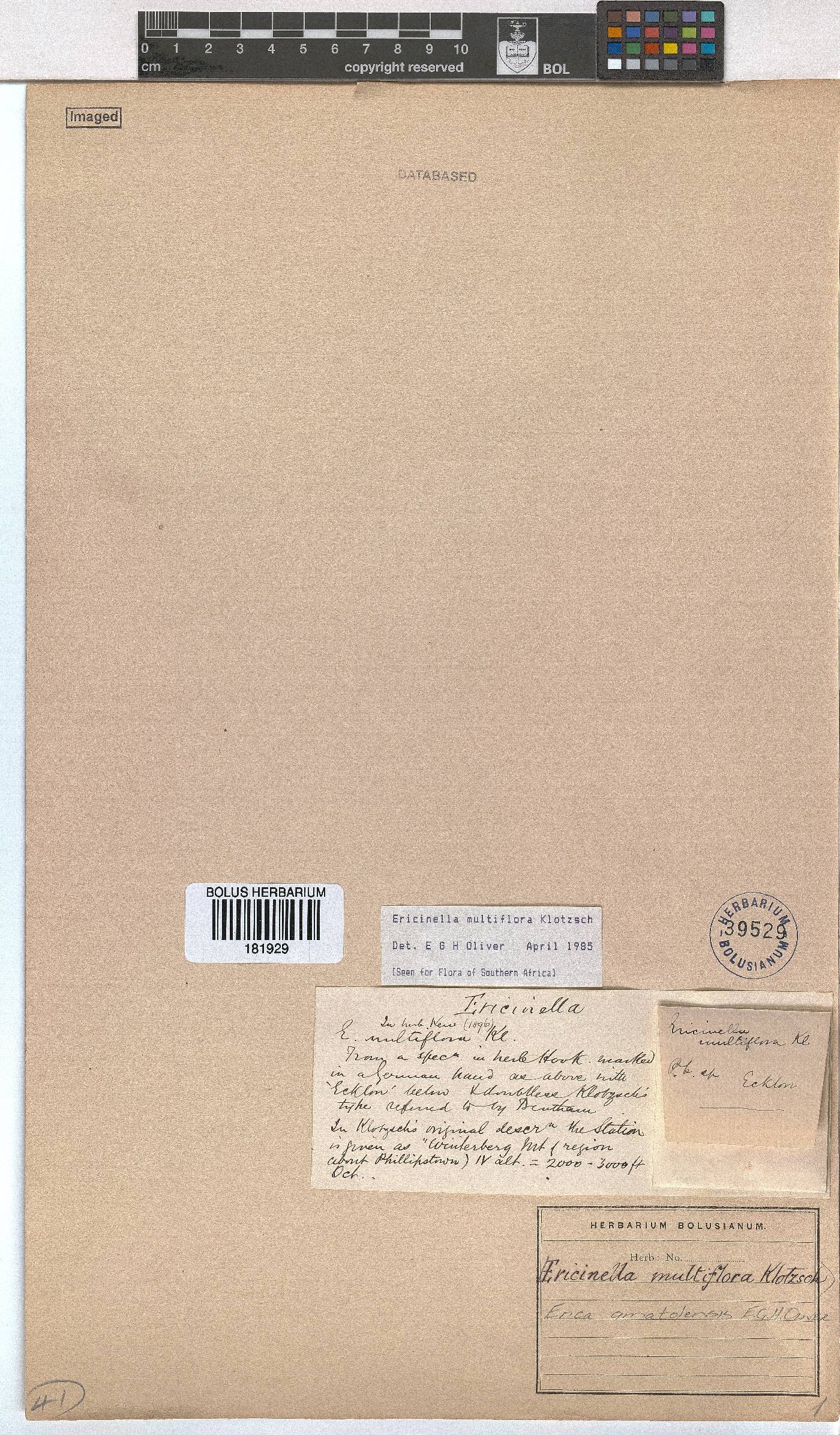 Erica amatolensis image