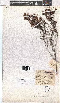 Erica eriocephala image