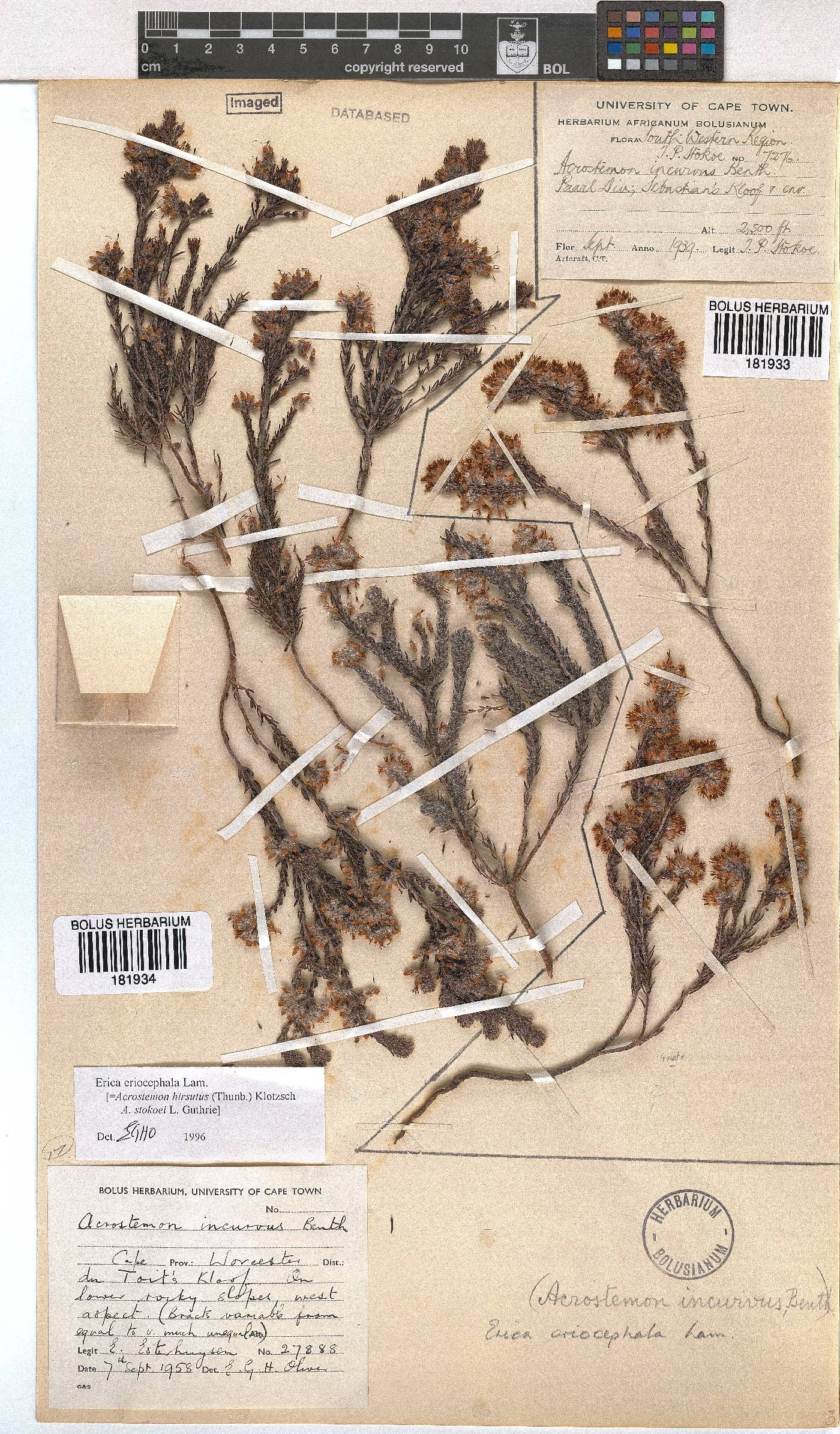 Erica eriocephala image