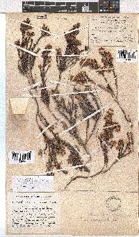 Erica eriocephala image