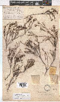 Erica eriocephala image