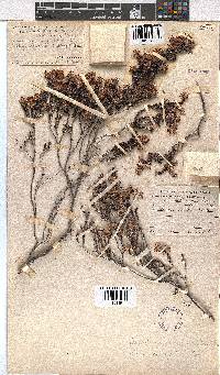 Erica eriocephala image