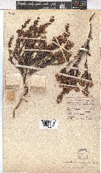 Erica eriocephala image