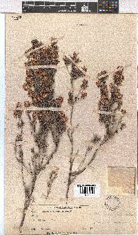 Erica eriocephala image