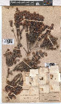 Erica eriocephala image