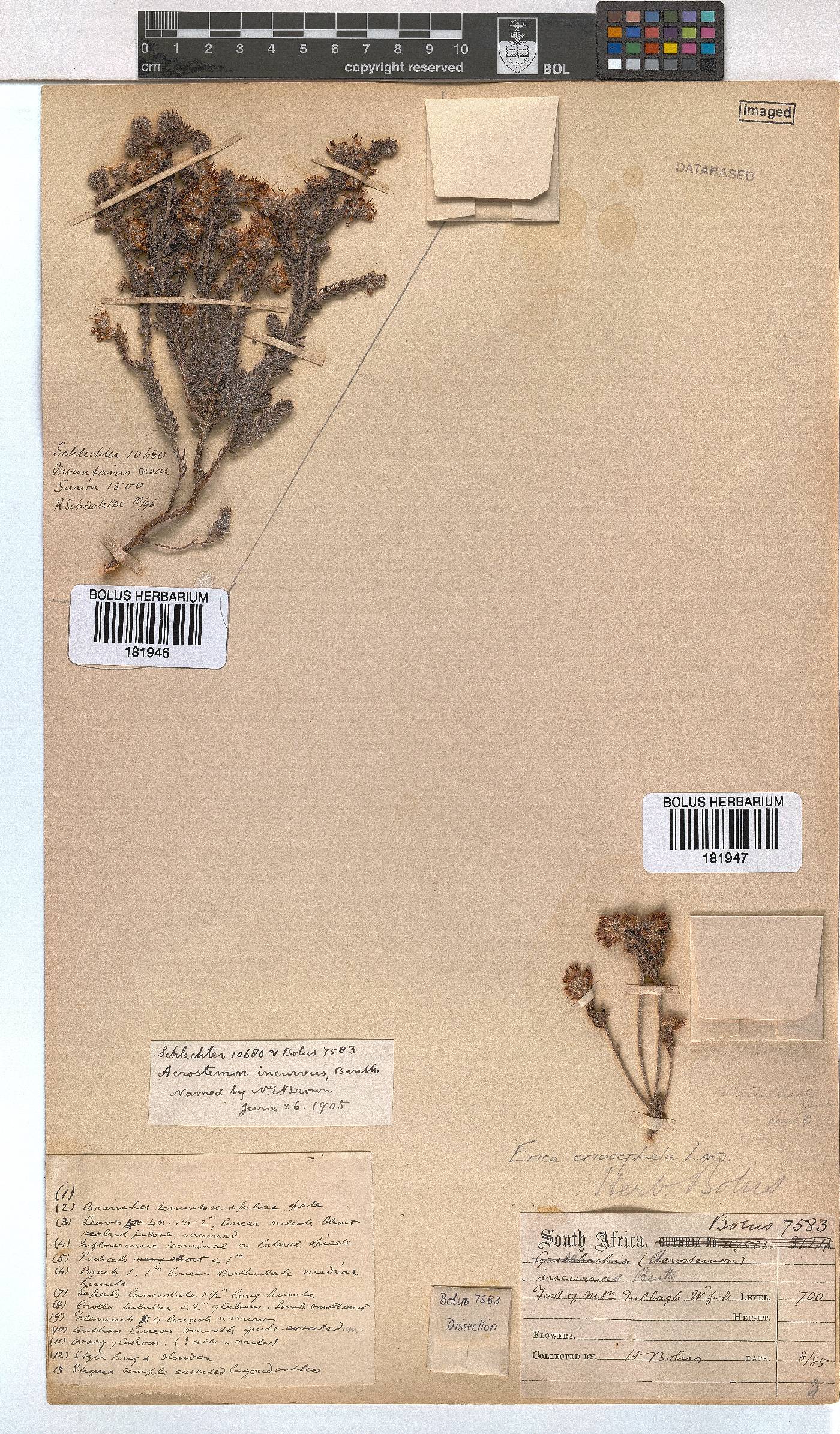 Erica eriocephala image