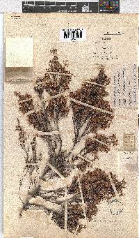 Erica eriocephala image