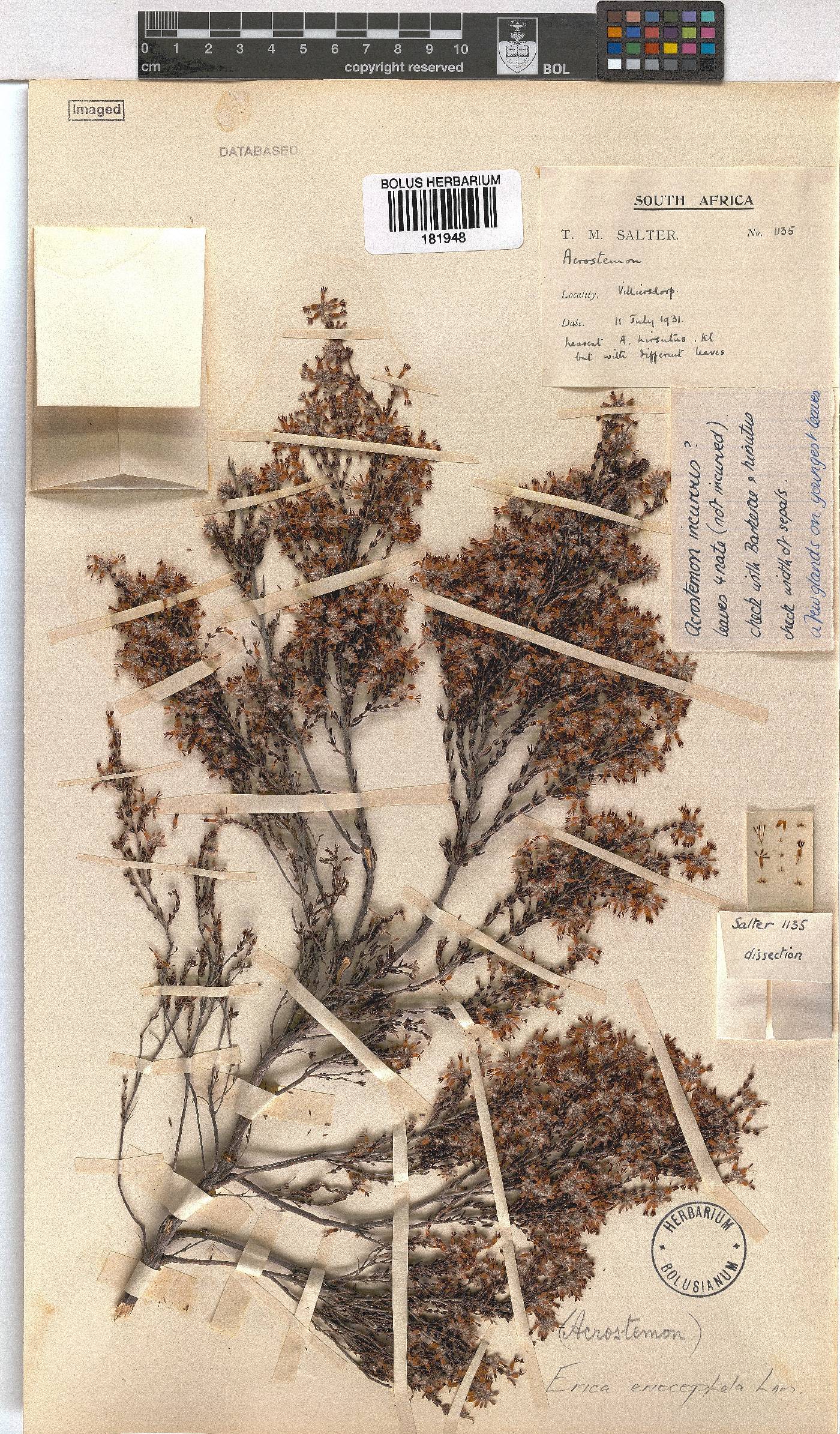 Erica eriocephala image