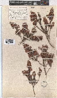 Erica eriocephala image