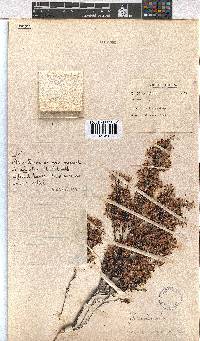 Erica eriocephala image