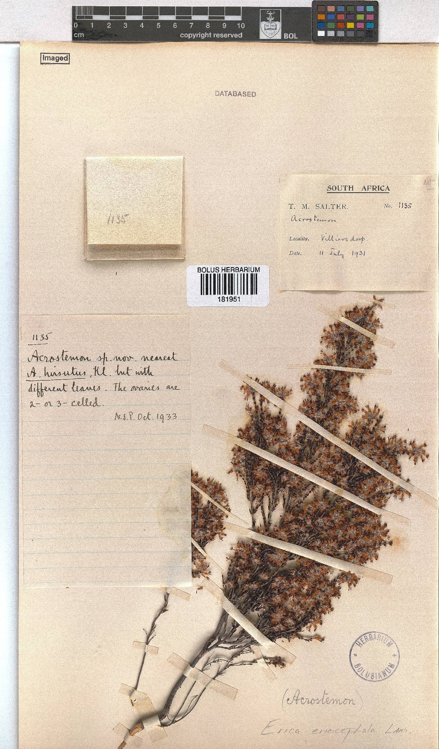 Erica eriocephala image