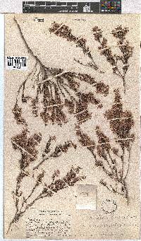 Erica eriocephala image