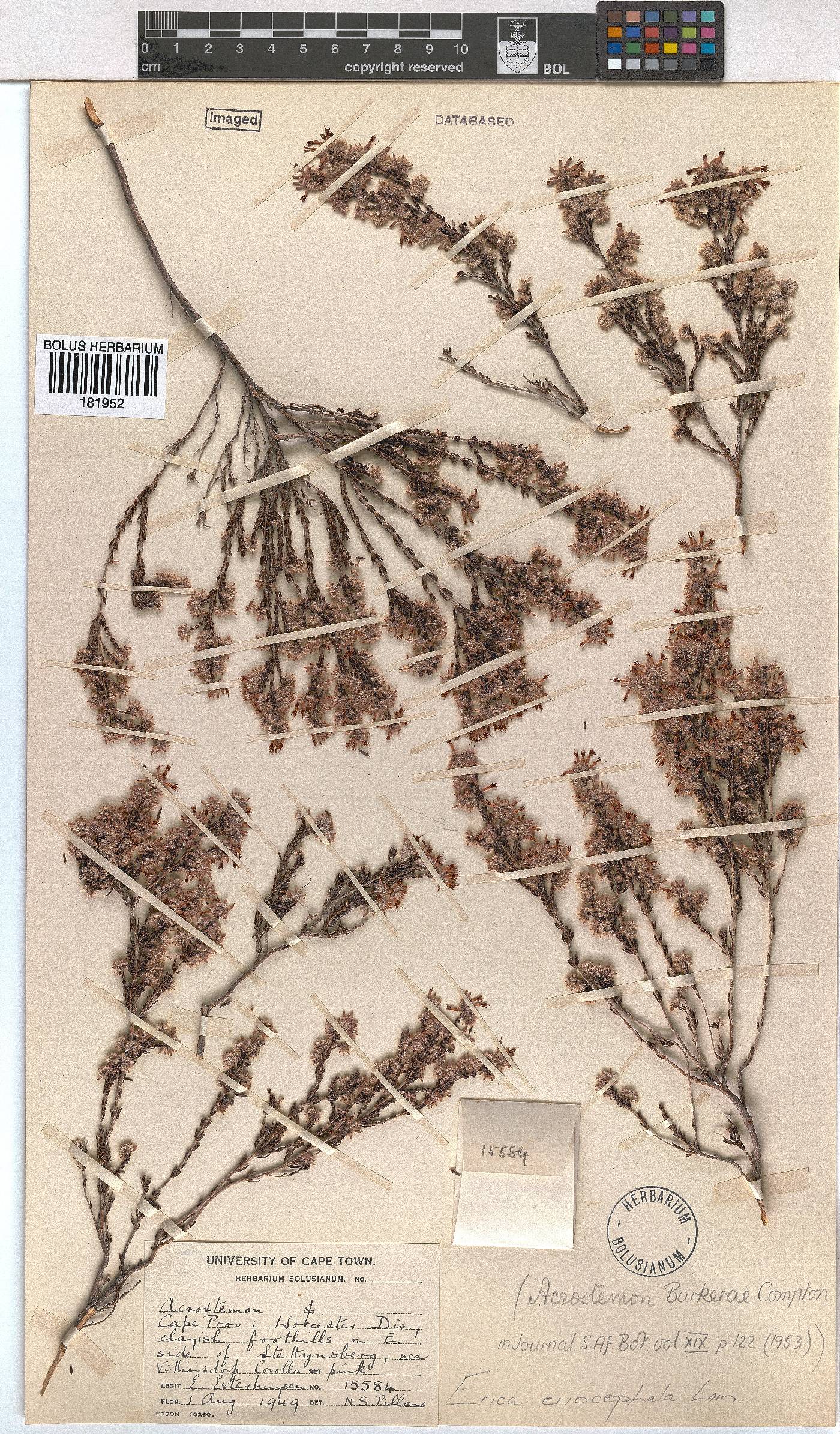 Erica eriocephala image