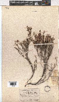 Erica eriocephala image