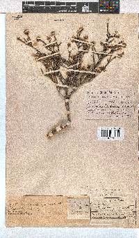 Erica eriocephala image