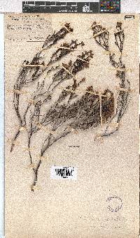 Erica eriocephala image