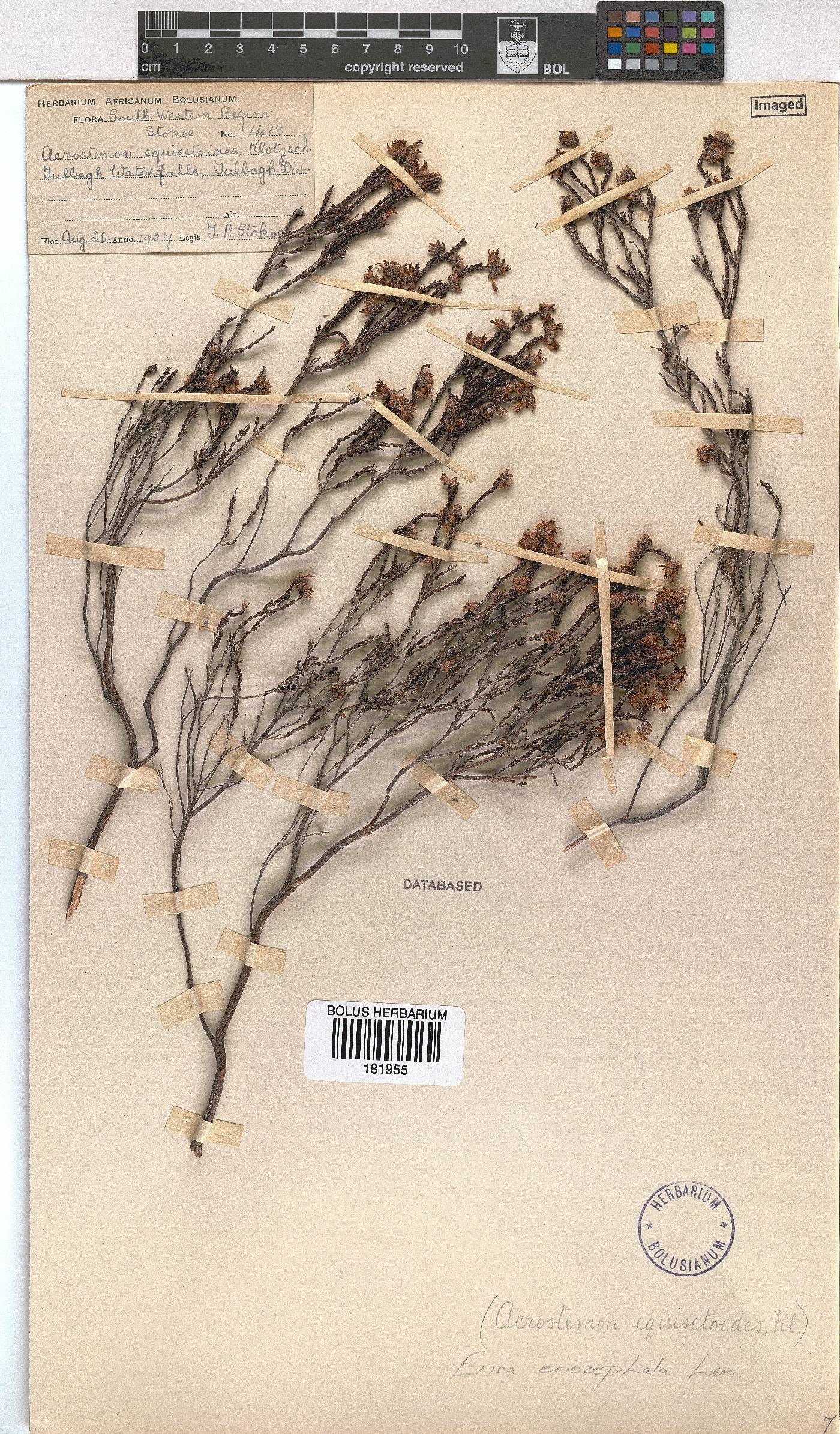 Erica eriocephala image