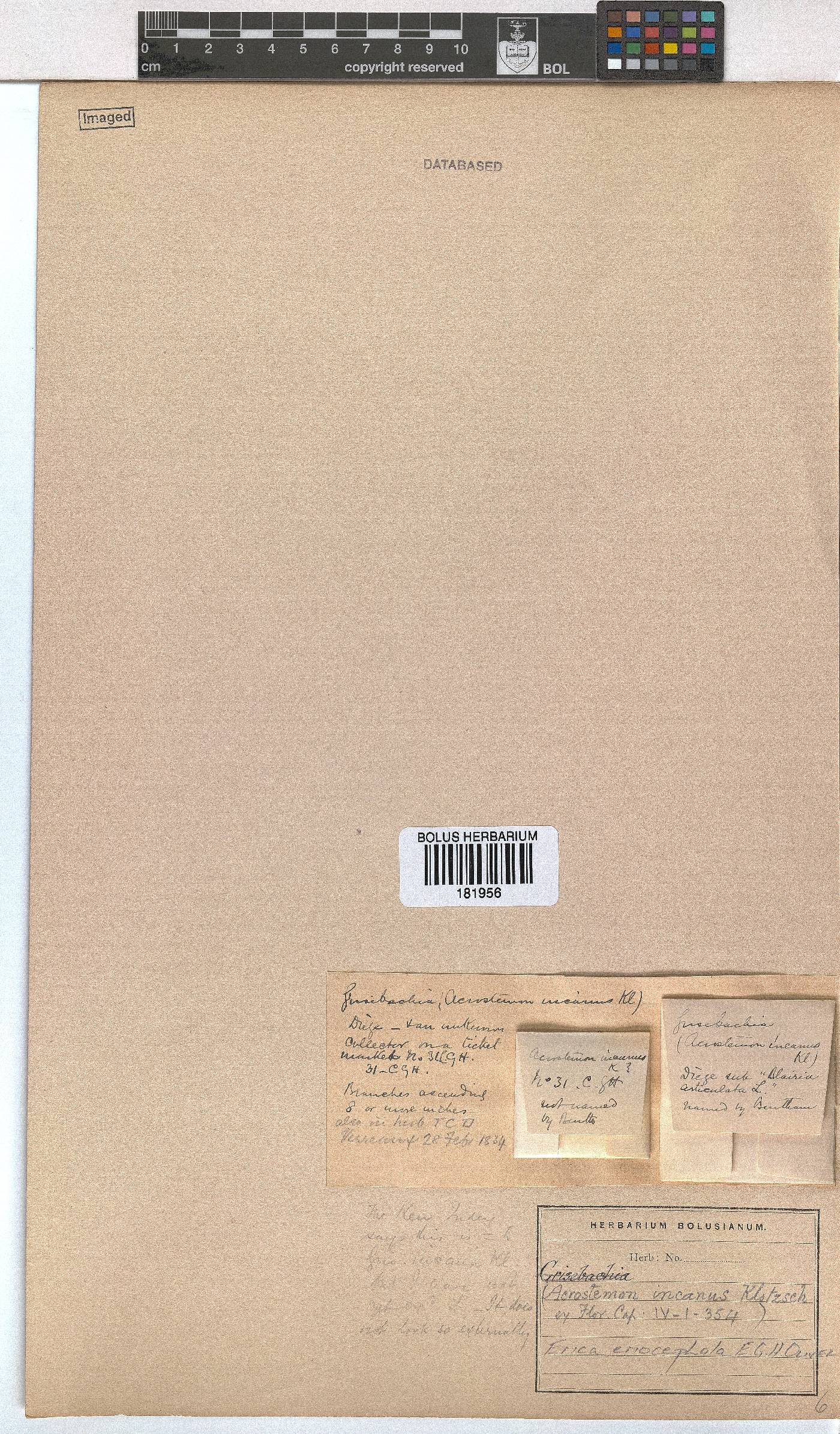 Erica eriocephala image