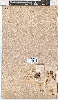 Erica eriocephala image