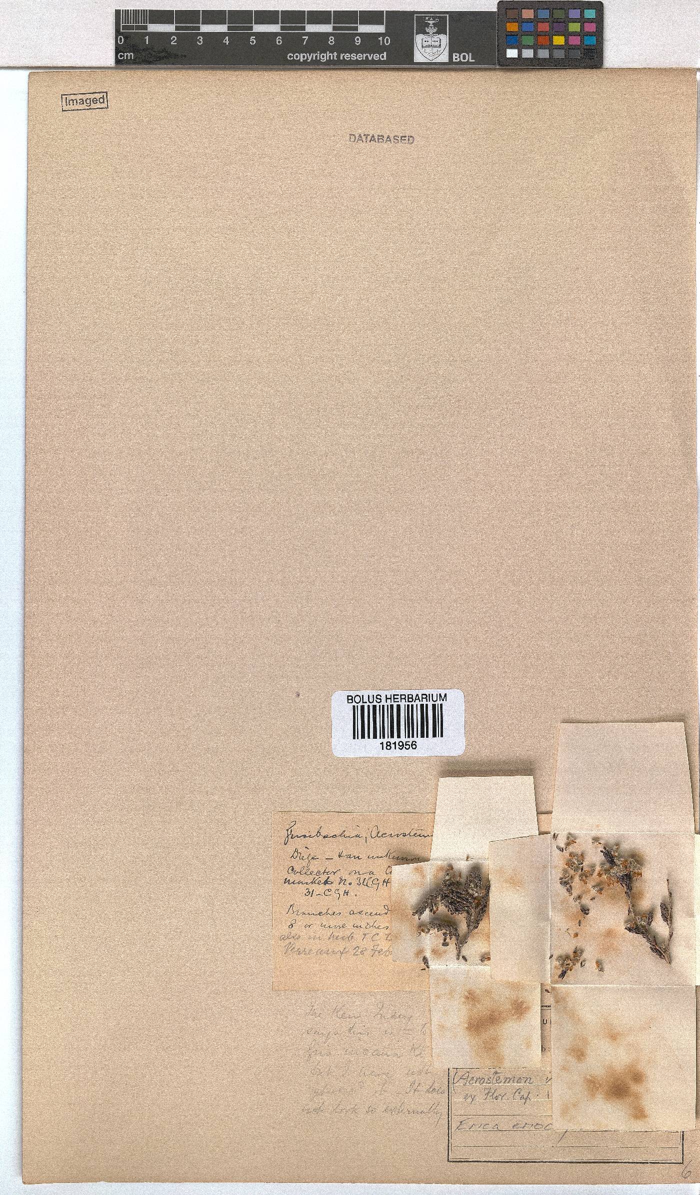 Erica eriocephala image