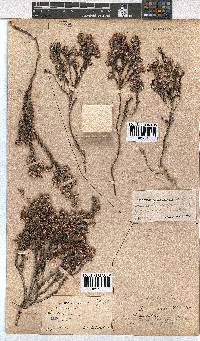 Erica eriocephala image