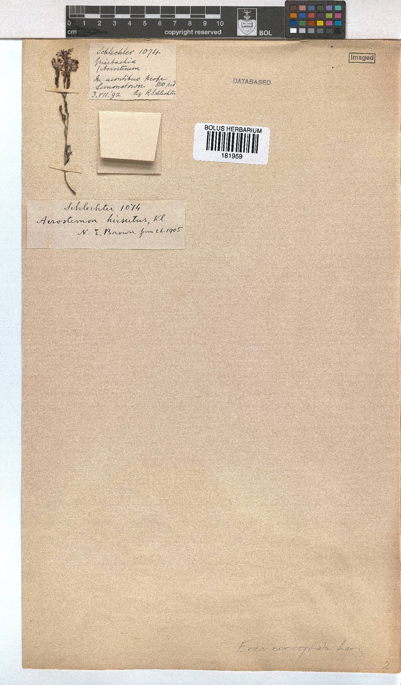 Erica eriocephala image