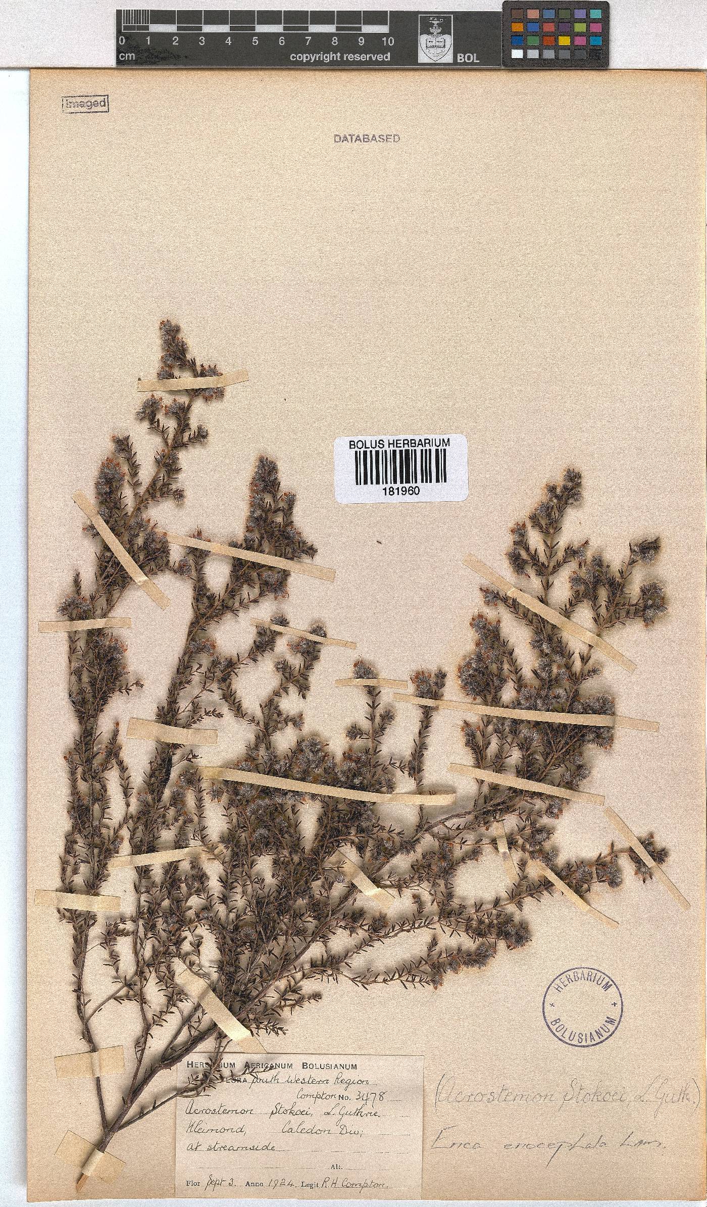 Erica eriocephala image