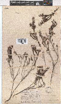 Erica eriocephala image