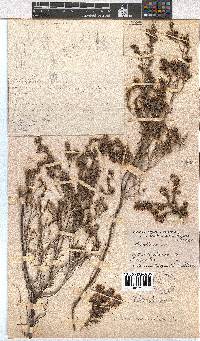 Erica eriocephala image