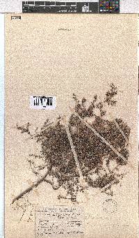 Erica eriocephala image