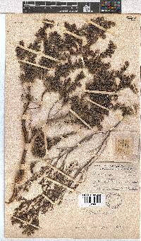 Erica eriocephala image