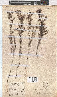 Erica eriocephala image